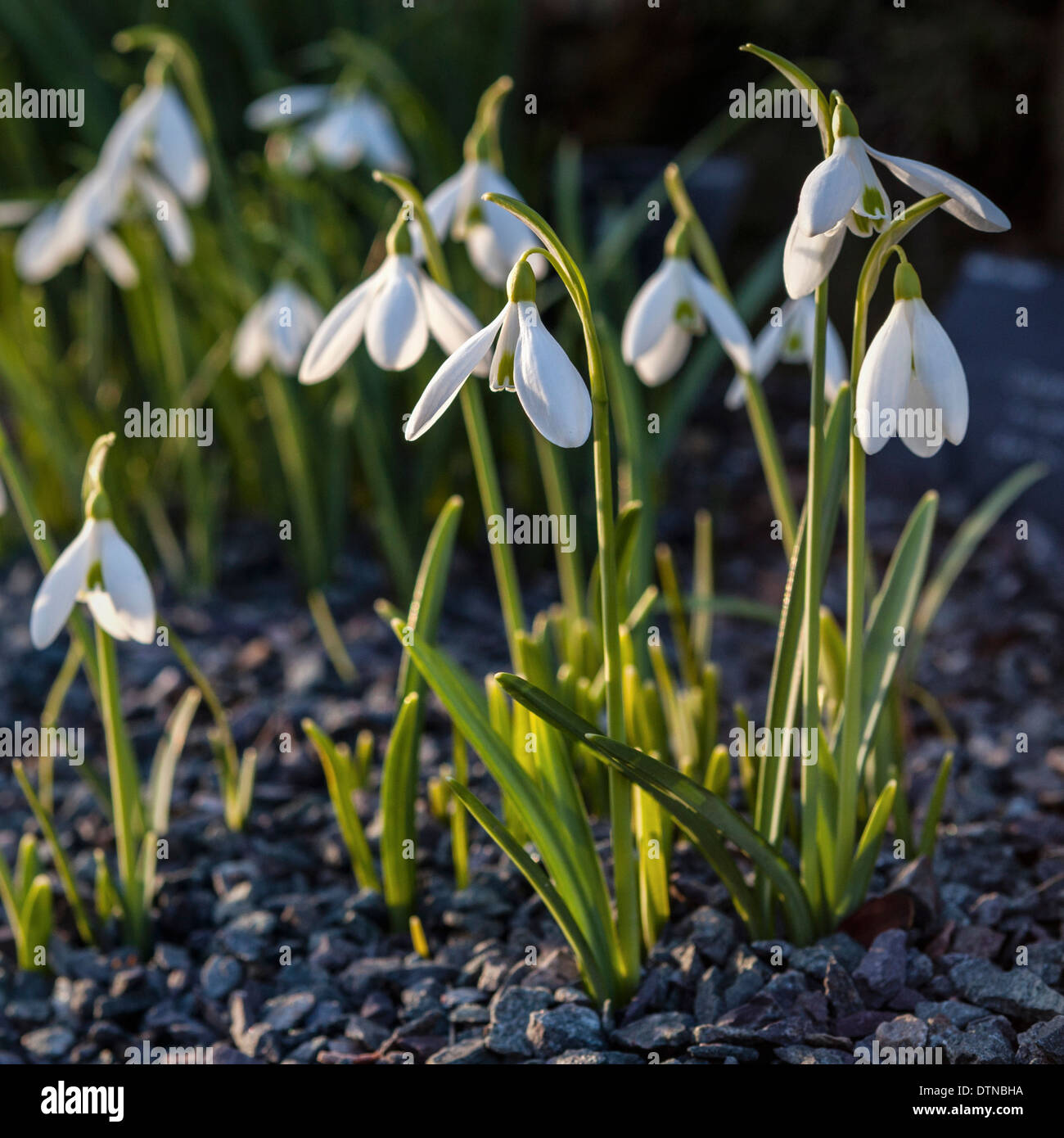 Galanthus, Schneeglöckchen Blüten im Sonnenlicht in den alpinen Steingarten im Frühjahr in Kew Botanic Gardens, London, UK Stockfoto