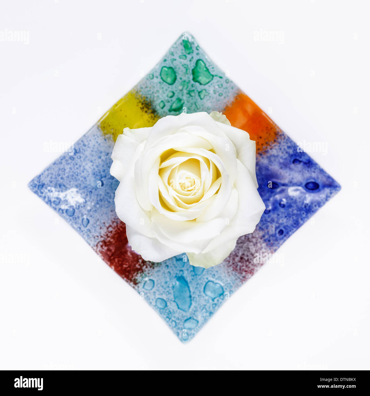 Weisse rose in farbigem Glasschüssel Stockfoto