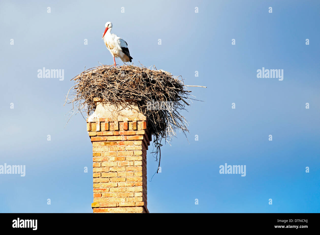 Nest mit einem Storch auf einer verlassenen Fabrikschornstein. Stockfoto