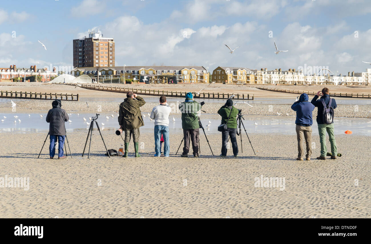 Twitchers. Mehrere Vogelbeobachter mit Stativen an einem Sandstrand auf der Suche nach seltenen Vögeln in West Sussex, England, UK. Stockfoto