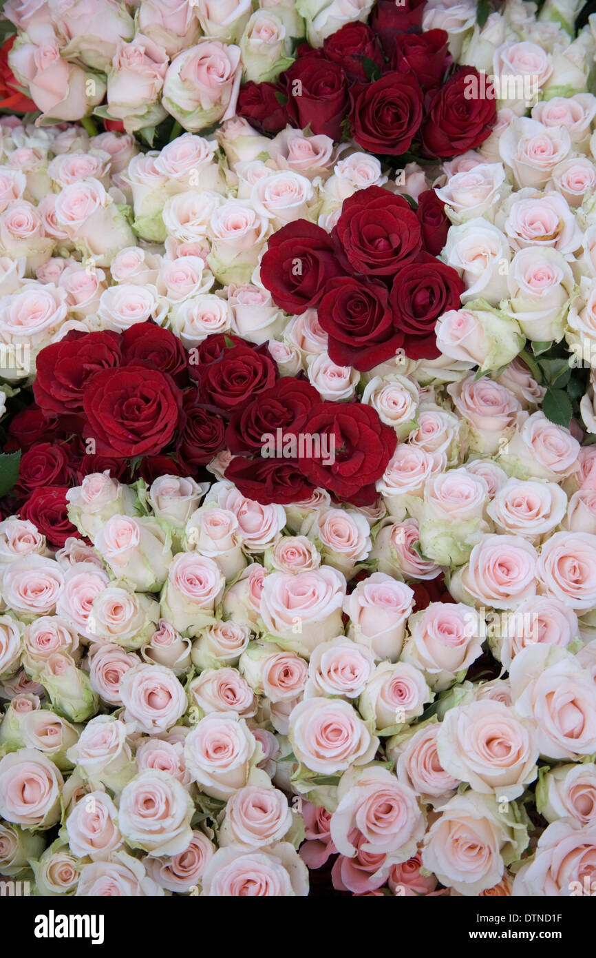 Rosa und rote Rosen gebündelt zusammen Stockfoto