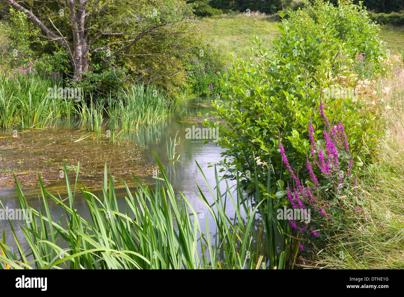 Wildblumen wachsen neben den River Windrush in der Nähe von Burford in den Cotswolds, Oxfordshire, England. Sommer (Juli) 2010. Stockfoto