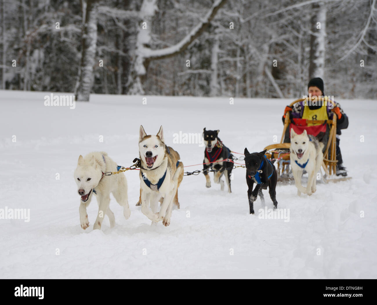 Crouching männlich Musher mit sechs seppala sleddogs zu Beginn der 10 Meile Rennen in frischem Schnee mühltroff Ontario snofest Stockfoto