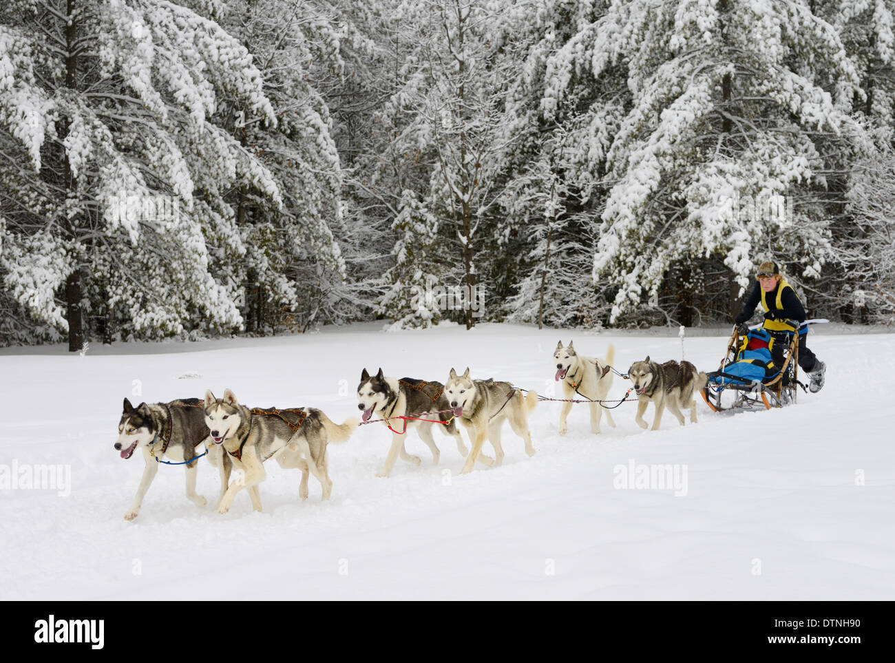 Junge Rennen Musher drängen sechs Seppala Husky Schlittenhund Schlitten bei Marmora Snofest Ontario Kanada mit Schnee bedeckten immergrünen Bäumen Stockfoto