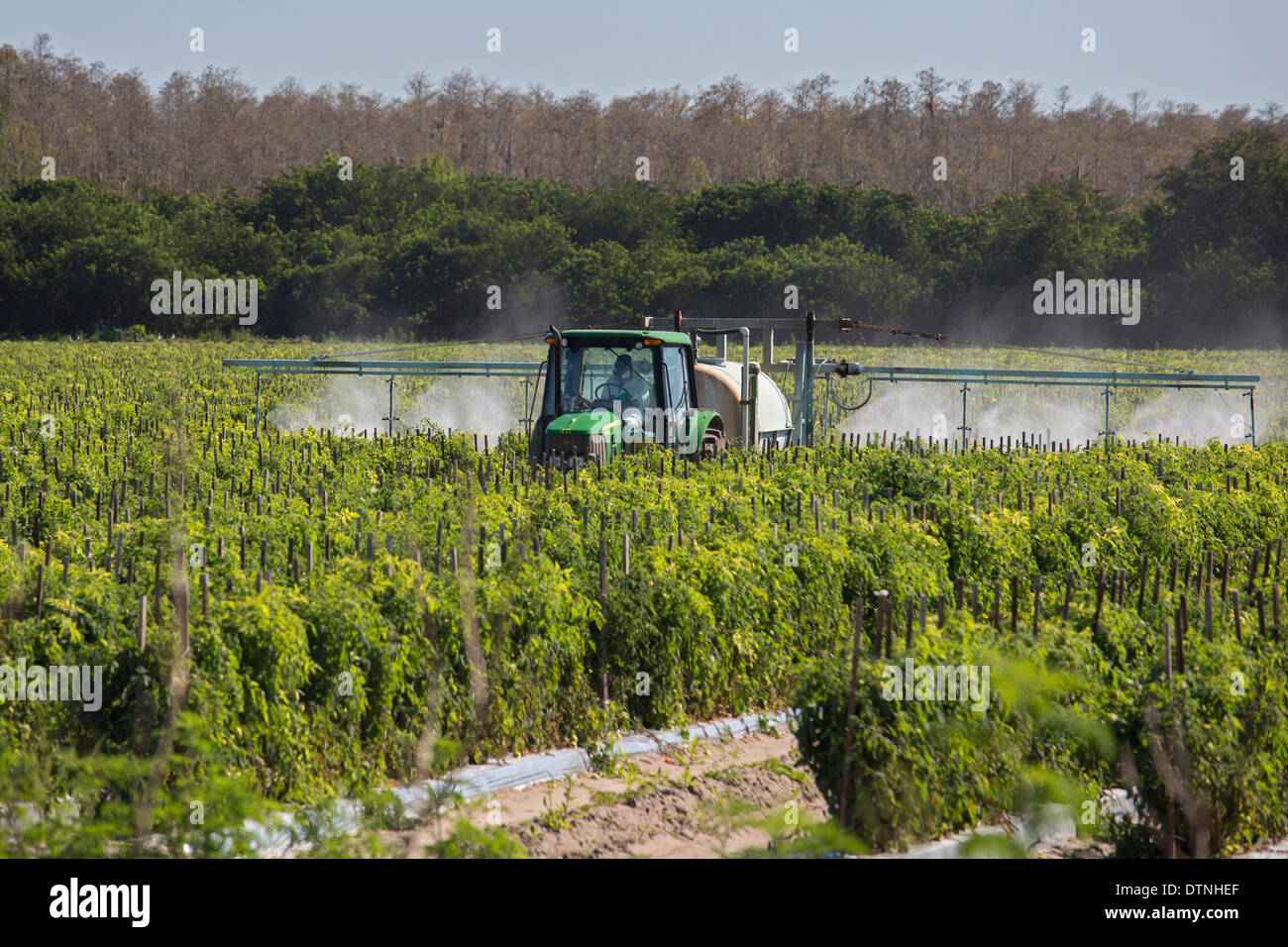 Ein Traktorfahrer tragen Schutzkleidung und eine Atemschutzmaske sprüht Pestizide auf Tomatenpflanzen in Süd-Florida. Stockfoto