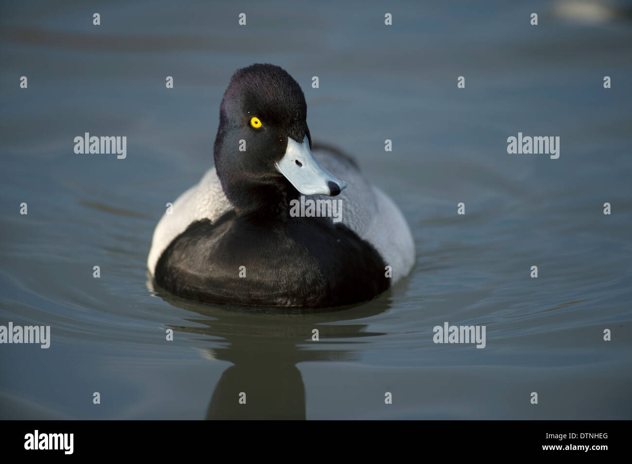 Lesser Scaup Ente in White Rock Lake, Dallas, Texas, USA Stockfoto