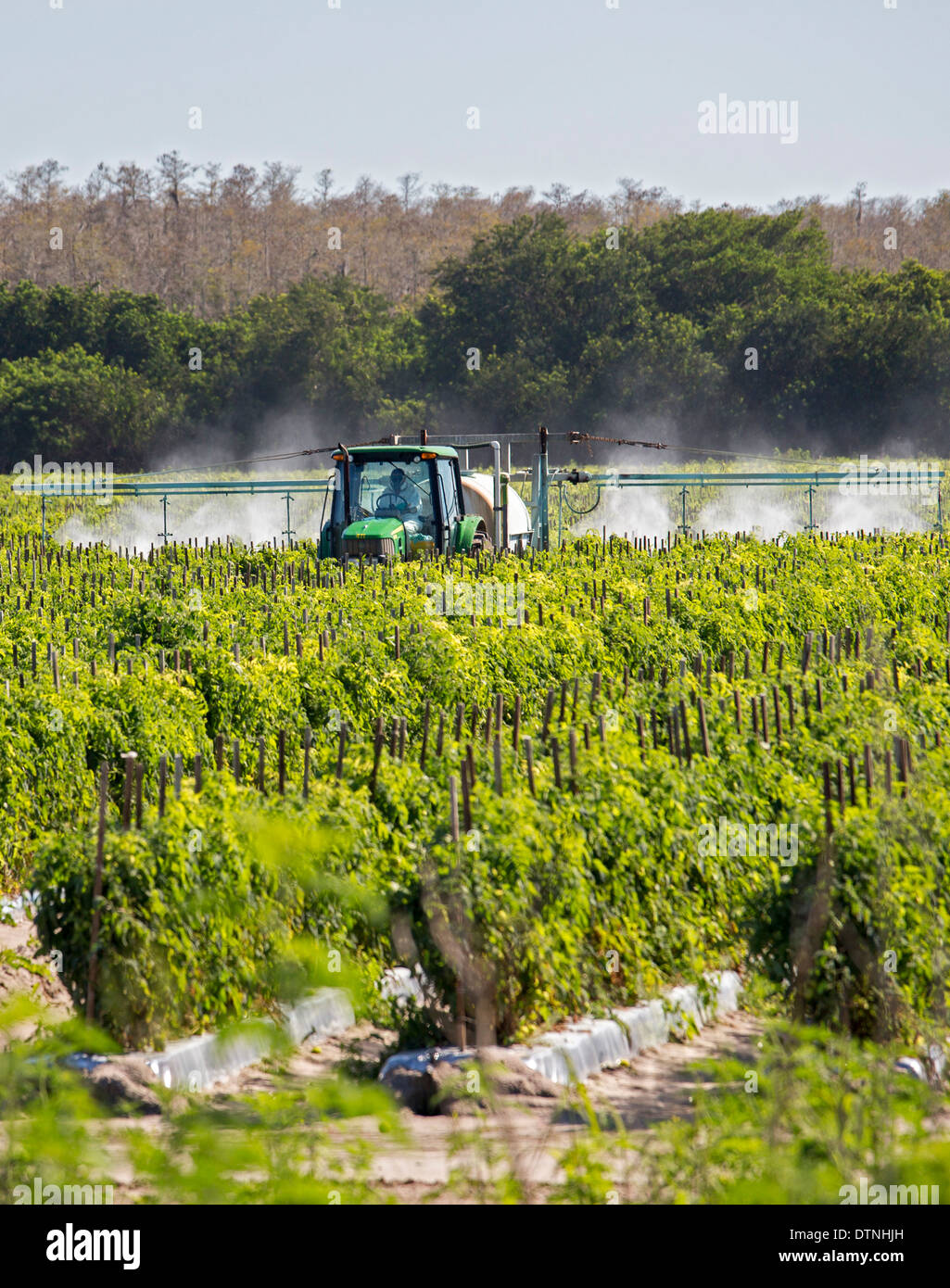 Ein Traktorfahrer tragen Schutzkleidung und eine Atemschutzmaske sprüht Pestizide auf Tomatenpflanzen in Süd-Florida. Stockfoto