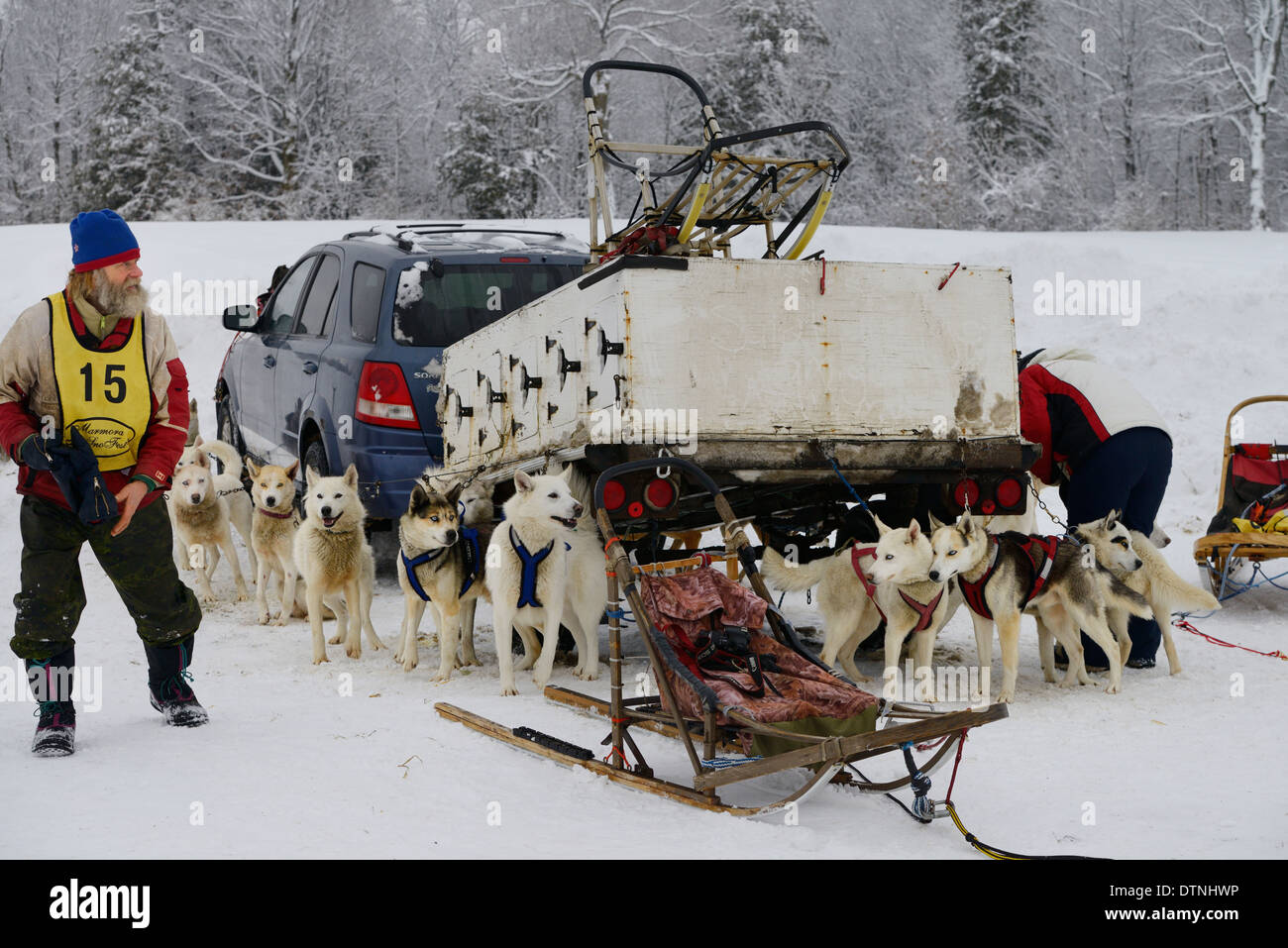 Älteren bärtigen Musher mit Seppala Siberian Husky Schlittenhunde warten darauf, genutzt werden, um Hundeschlitten für den Rennsport Marmora Snofest Ontario Kanada Stockfoto