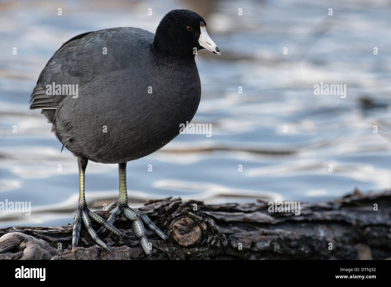 Amerikanisches Blässhuhn in White Rock Lake, Dallas, Texas, USA Stockfoto