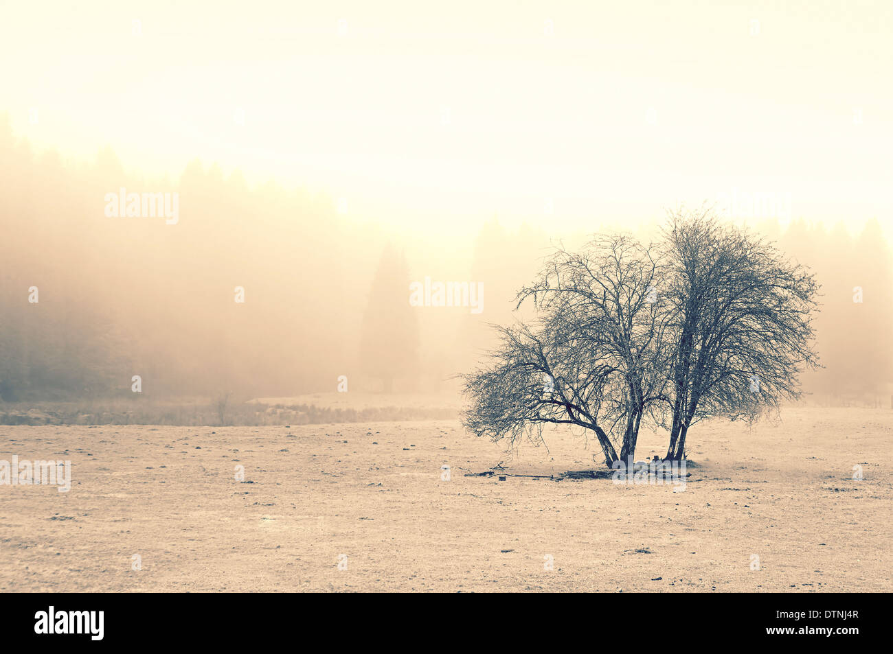 Einsamer Baum mit Nebel am Morgen Stockfoto