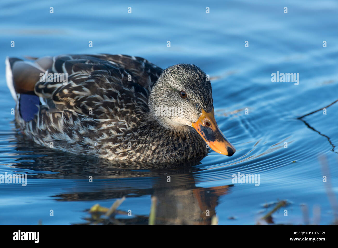 Stockente in White Rock Lake, Dallas, Texas, USA Stockfoto