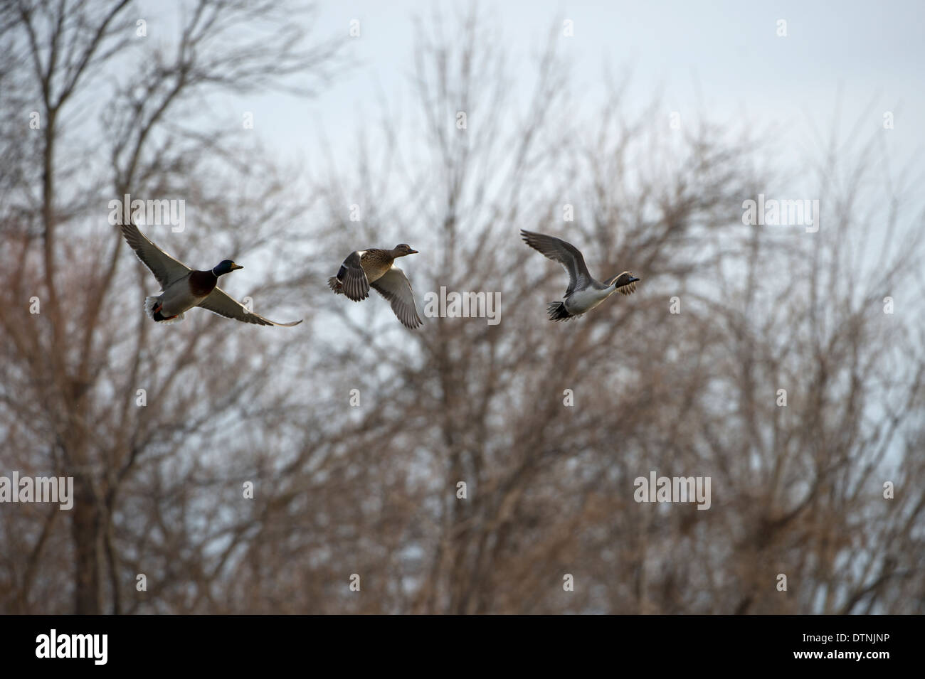 Stockente in White Rock Lake, Dallas, Texas, USA Stockfoto