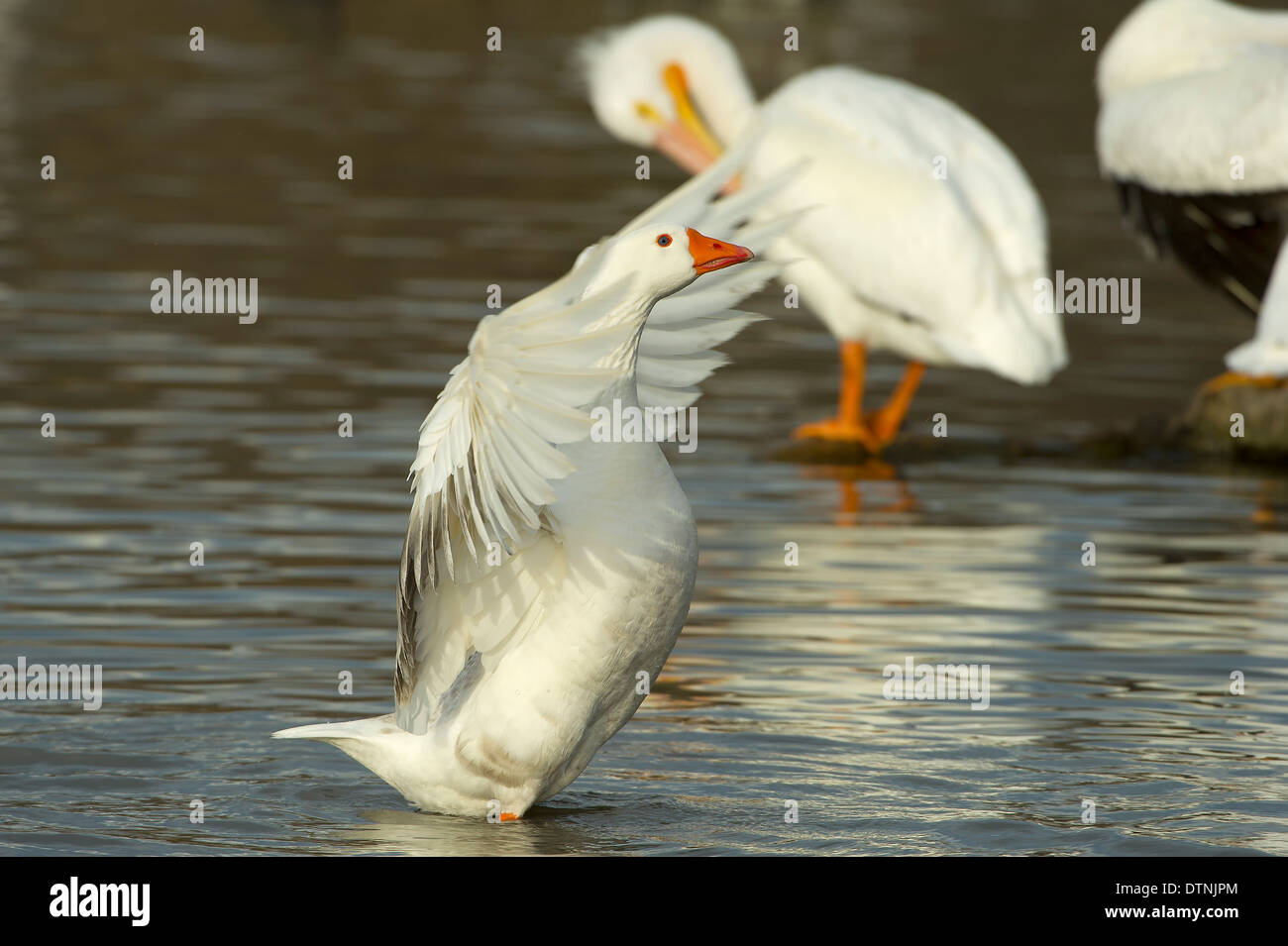 Schneegans in White Rock Lake, Dallas, Texas, USA Stockfoto