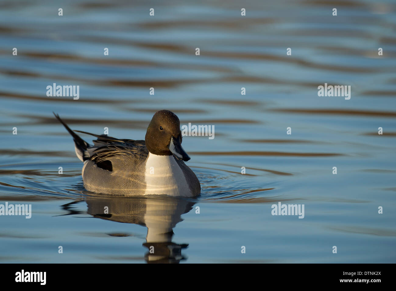 Nördlichen Pintail Ente in White Rock Lake, Dallas, Texas, USA Stockfoto