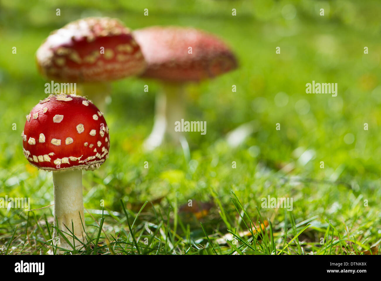 Fliegenpilze in einer grünen Wiese Stockfoto