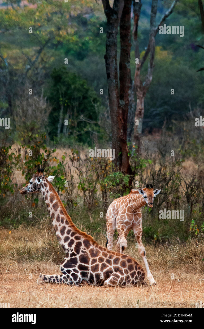 Rothschild-Giraffe, Giraffe Giraffa Rothschild, Mutter sitzt mit ihrem Kalb, Giraffe Manor, Nairobi, Kenia, Ostafrika Stockfoto