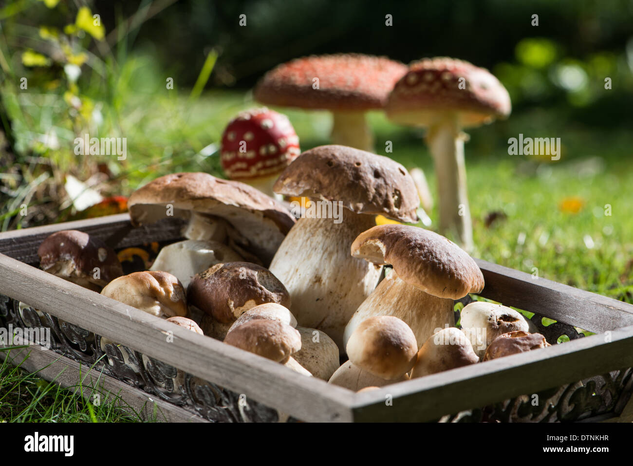 Essbare Pilze auf einem Tablett Stockfoto