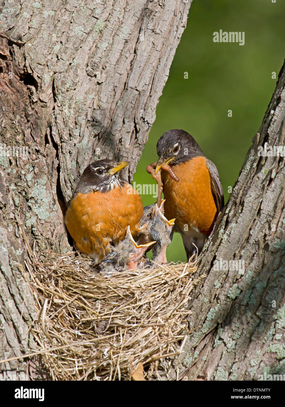 Vater Robin füttert seine Vogelnestern junge ein Leckerli von Regenwürmern, während Mama Uhren Stockfoto