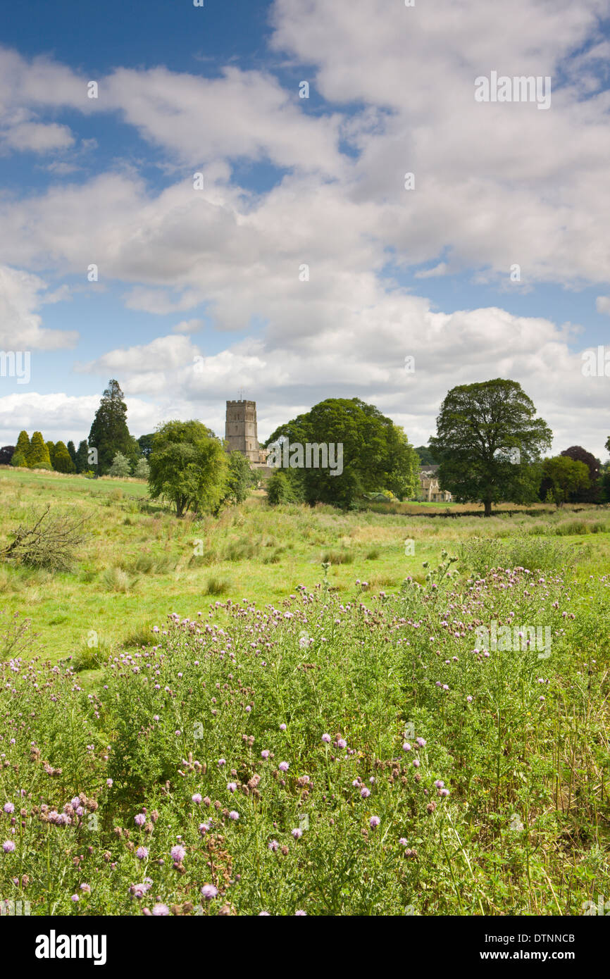 Disteln in Blume in Cotswolds Wiese mit Blick auf Northleach Kirche, Gloucestershire, England. Sommer (Juli) 2010. Stockfoto