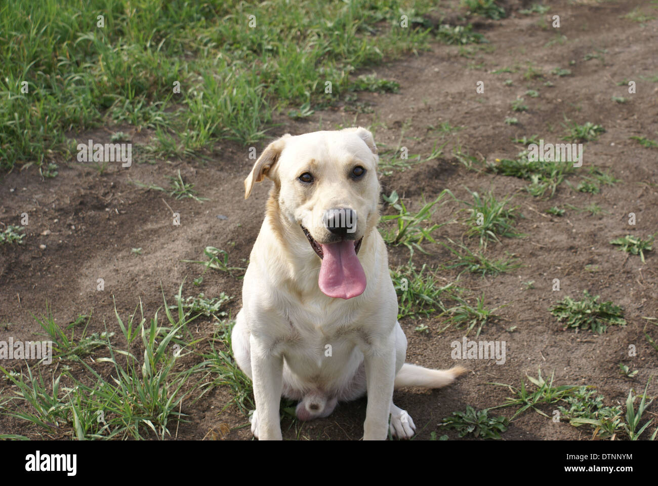 Männliche gelbe Labrador, draußen zu sitzen Stockfoto