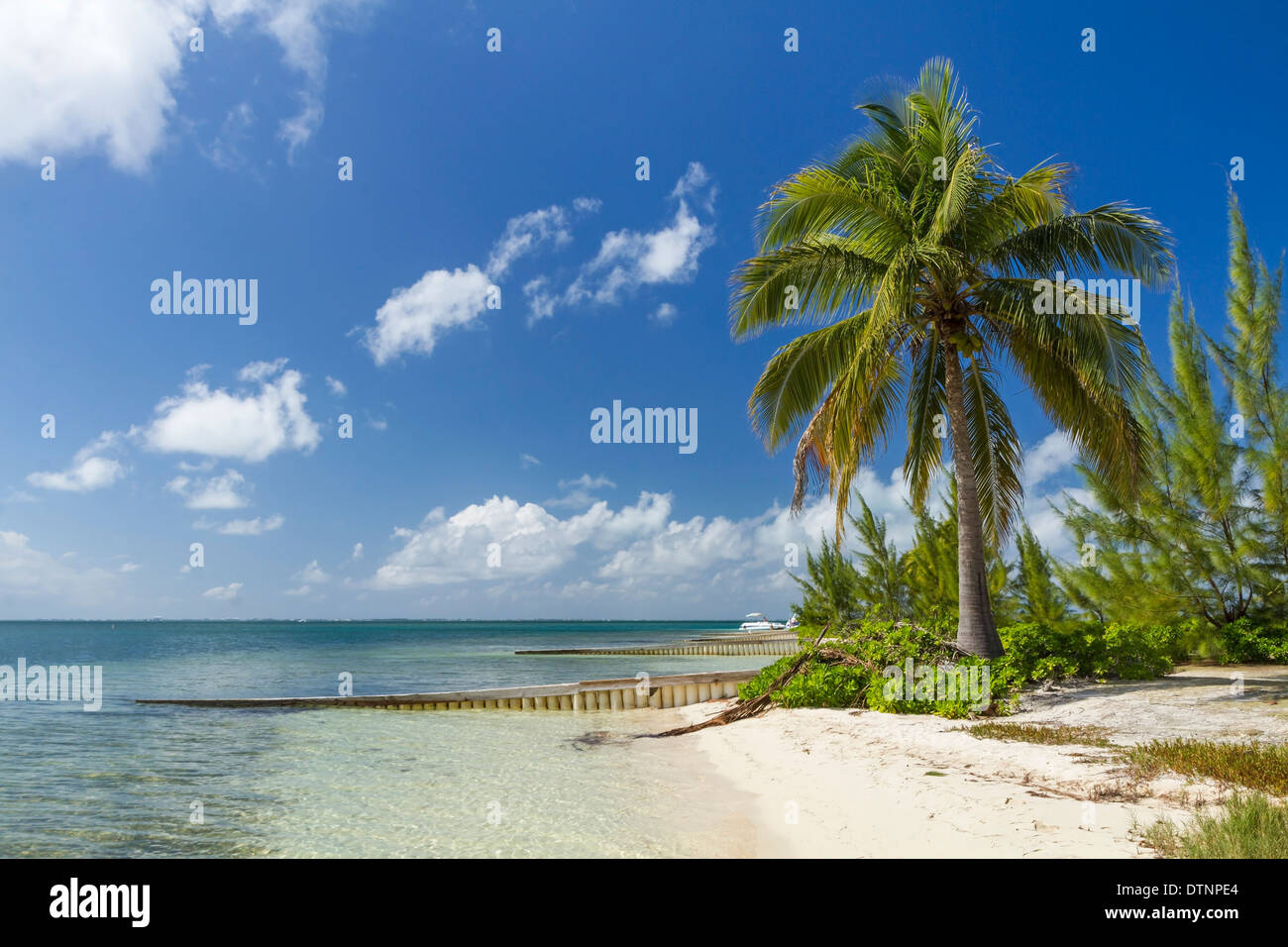 Eine Palme steht Wache über Seesterne Point Strand auf der Nordseite des Grand Cayman, Cayman Island Stockfoto