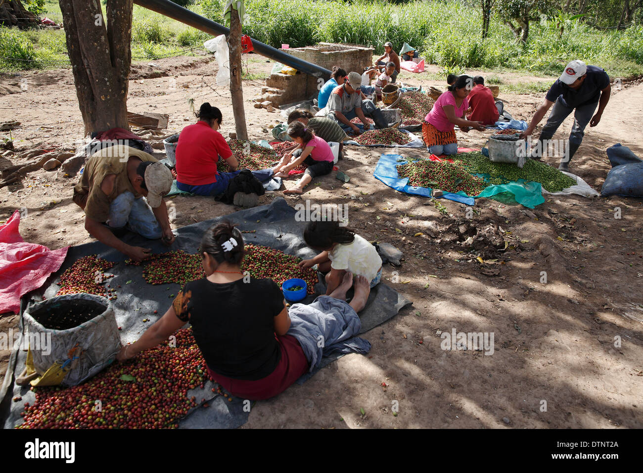 Familien sortieren erntefrische Kaffee Beeren, Nordwesten Nicaragua Stockfoto