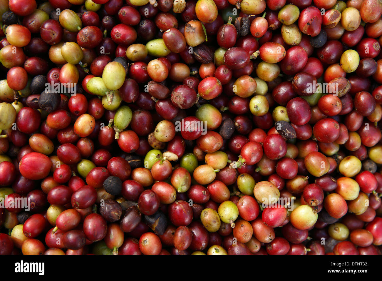 Frischen Kaffee reifen Beeren, Nordwesten Nicaragua Stockfoto