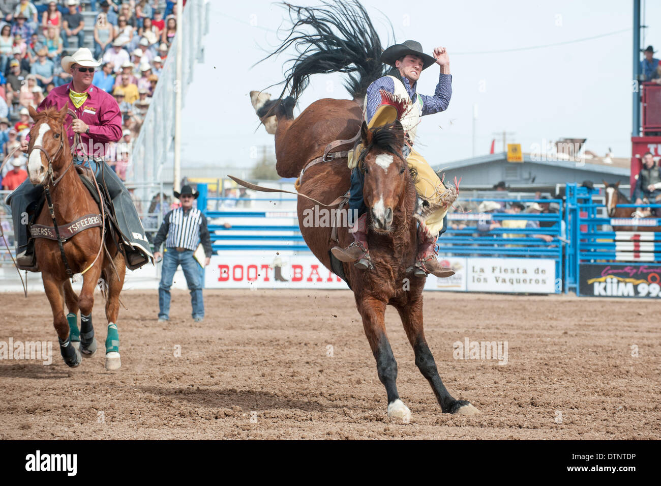 Tucson, Arizona, USA. 21. Februar 2014. CALEB BENNETT, fand 86 Punkte im Reiten ohne Sattel bei der vierten Aufführung von der Fiesta de Los Vaqueros in Tucson, Arizona Bennett ins Finale voranbringen werden. Bildnachweis: Wird Seberger/ZUMAPRESS.com/Alamy Live-Nachrichten Stockfoto