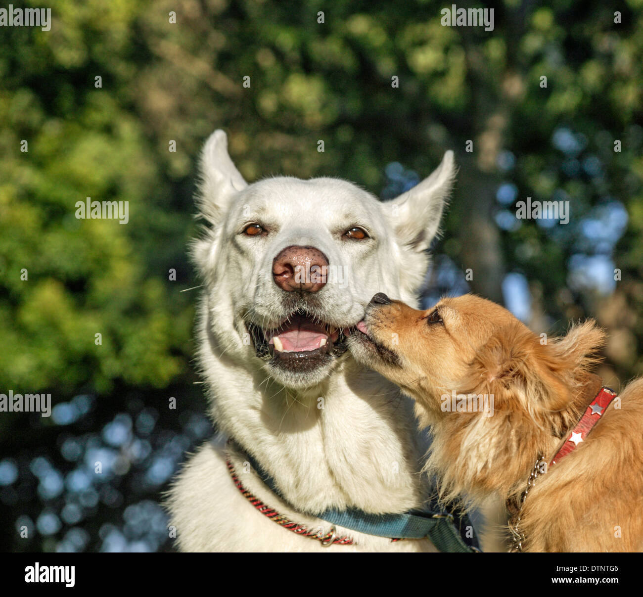 Kleiner Hund küsst besten Kumpel Stockfoto