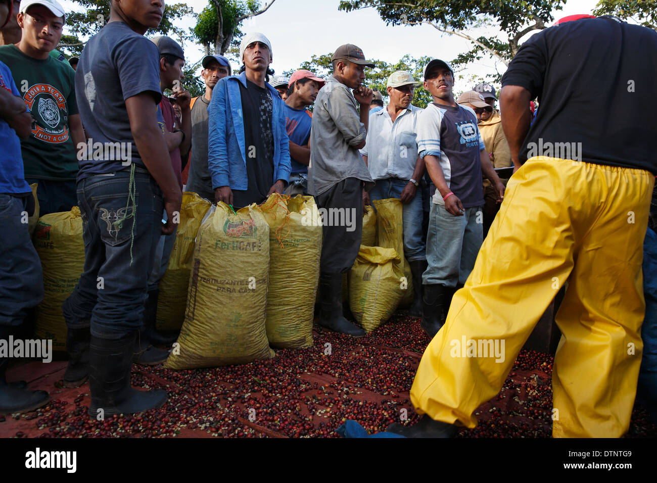 Kaffeeernte, Linie Arbeitnehmer bis um zu messen, ihren Tag Ernte, nordwestlichen Hochland, Nicaragua Stockfoto