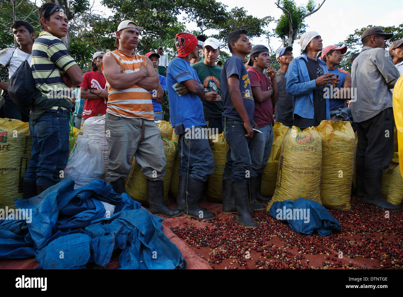 Kaffeeernte, Linie Arbeitnehmer bis um zu messen, ihren Tag Ernte, nordwestlichen Hochland, Nicaragua Stockfoto