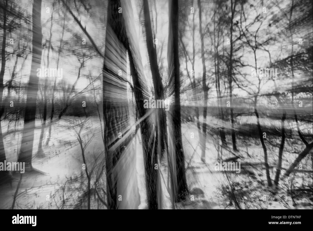 Sonnenschein im Winterwald Stockfoto