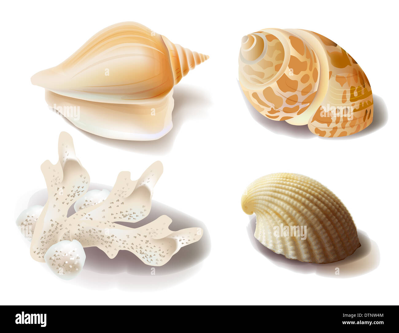 Satz von Muscheln und Korallen Stockfoto