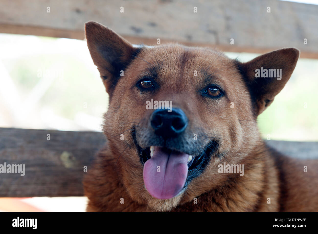 Hübscher Hund hecheln Zunge heraus Posen für die Kamera in Huay Pakoot, Nord-Thailand. Stockfoto