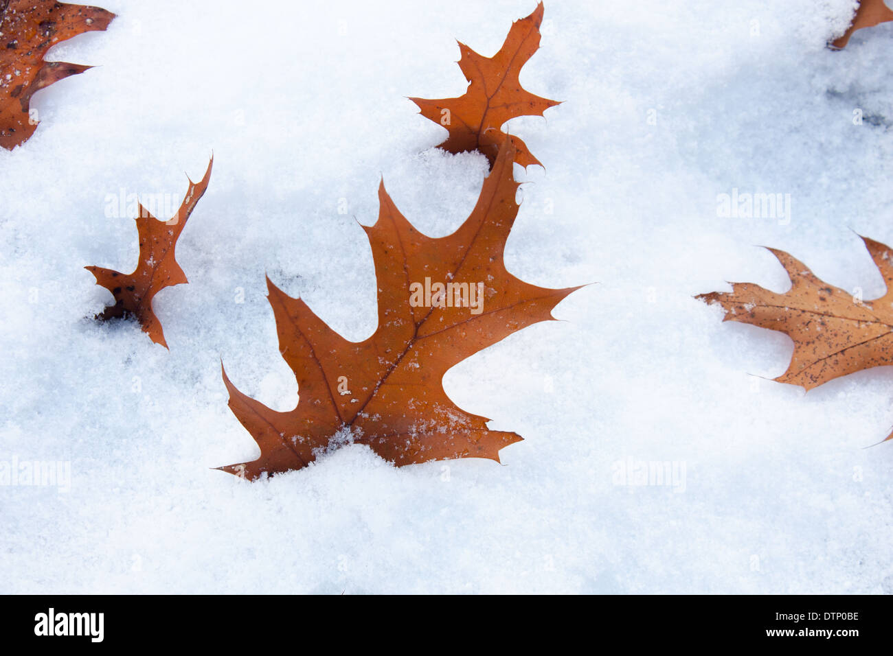 Anfang November Schneesturm in London Ontario Kanada für einen interessanten Kontrast von diesen farbigen, die im Schnee Eichenlaub gemacht. Stockfoto