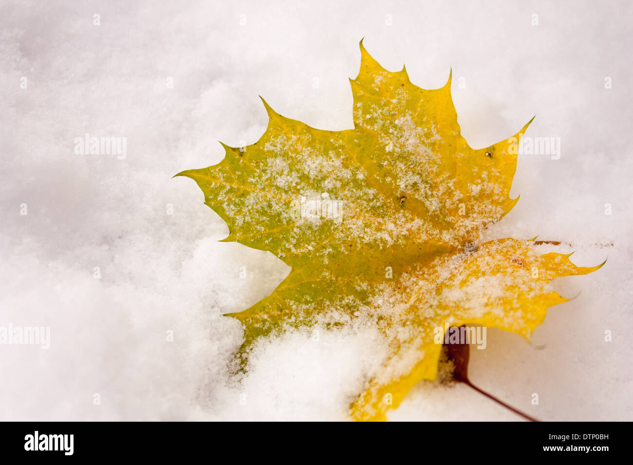 Eine einzelne gelbe Ahornblatt im Schnee nach einem frühen Sturz Schneesturm in London Ontario Kanada. Stockfoto