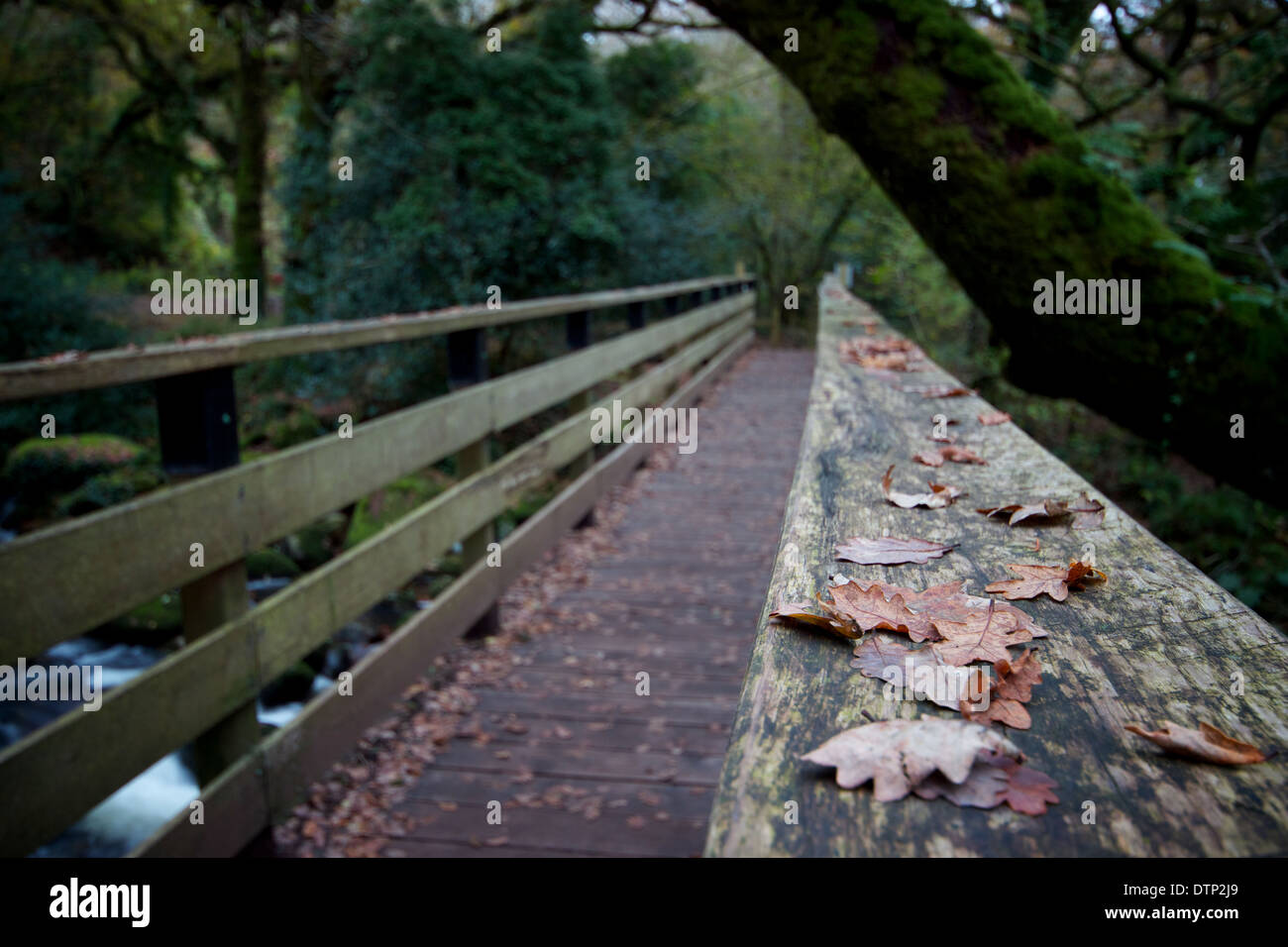 Blätter auf einer Brücke über den Fluß Plym am Dewerstone in Devon Stockfoto