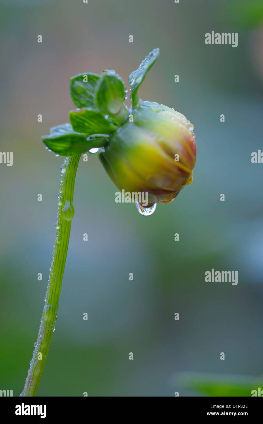 Dahlie, Knospe mit Wassertropfen / (Dahlia Variabilis, Dahlia X hortensis) Stockfoto