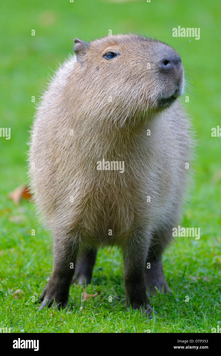 Capybara / (Hydrochoerus Capybara, Hydrochaeris Hydrochaeris) Stockfoto