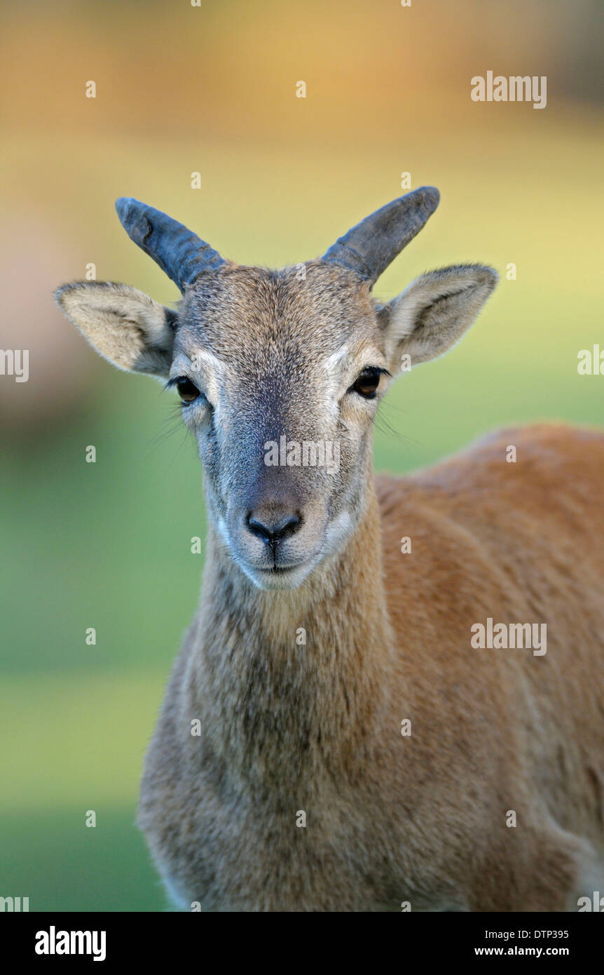 Mufflon, junge / (Ovis Ammon Musimon) Stockfoto