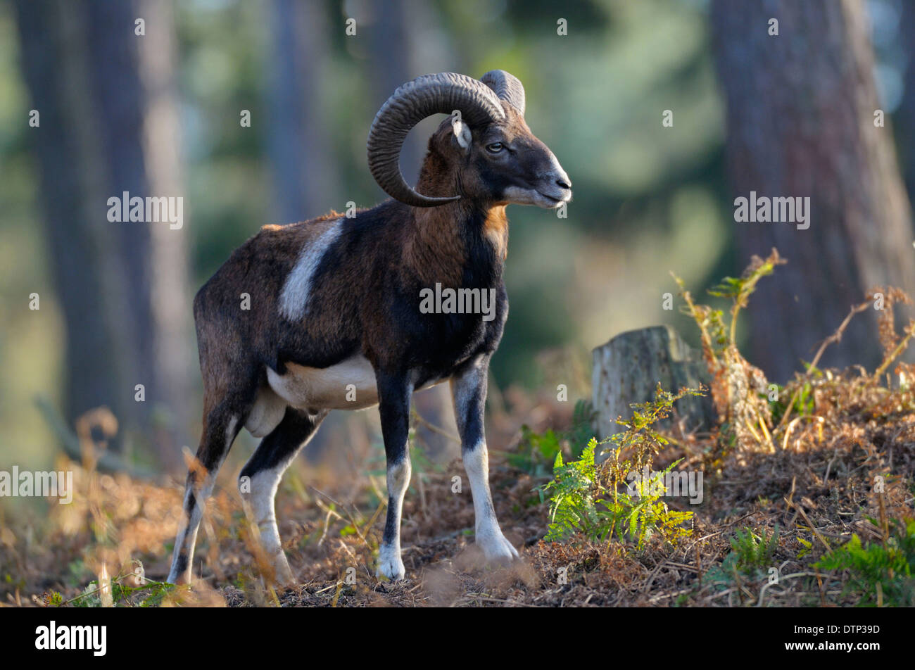 Mufflon, Ram / (Ovis Ammon Musimon) Stockfoto