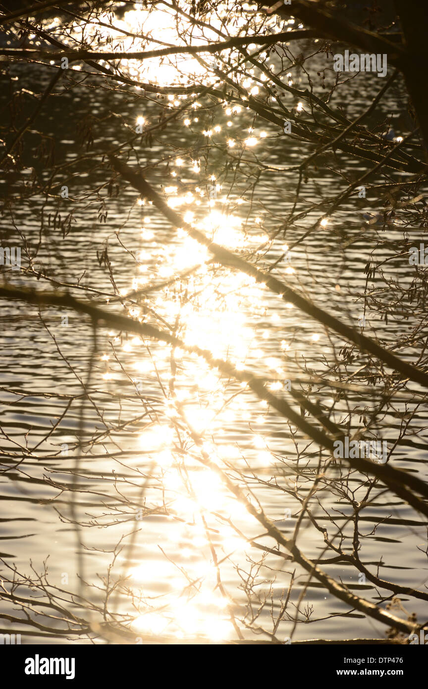 BAUM-TRAILS INS WASSER, WASSER WELLEN IN DER SONNE, ST. IVES, BINGLEY Stockfoto