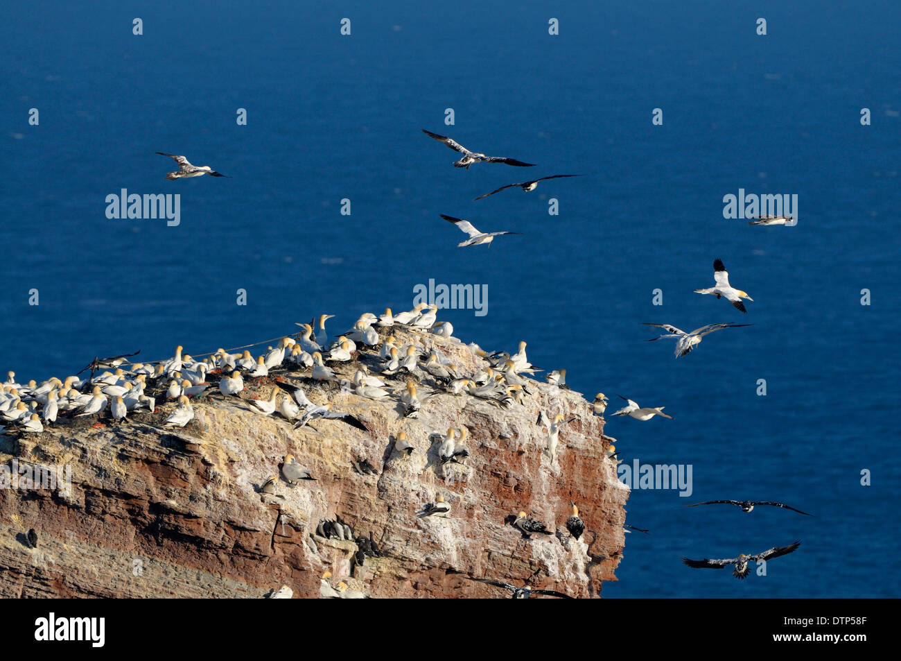 Tölpel, Kolonie auf Klippe, Lange Anna, Helgoland, Schleswig-Holstein, Deutschland / (Morus Bassanus, Sula Bassana) Stockfoto