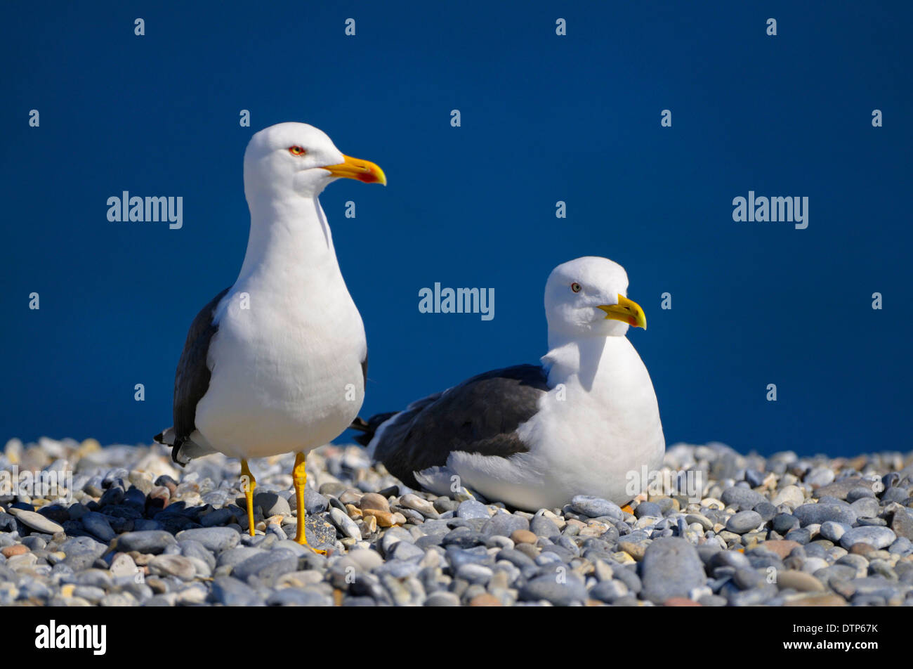 Geringerem Black-backed Möwen, Düne von Helgoland, Schleswig-Holstein, Deutschland / (Larus Fuscus) Stockfoto