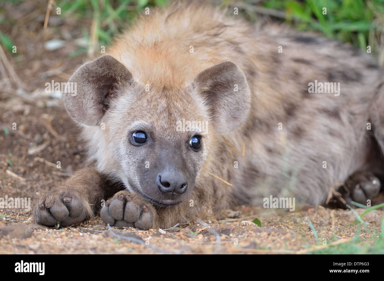 Spotted Hyäne Cub (Crocuta Crocuta), liegend auf dem Boden, Krüger Nationalpark, Südafrika, Afrika Stockfoto