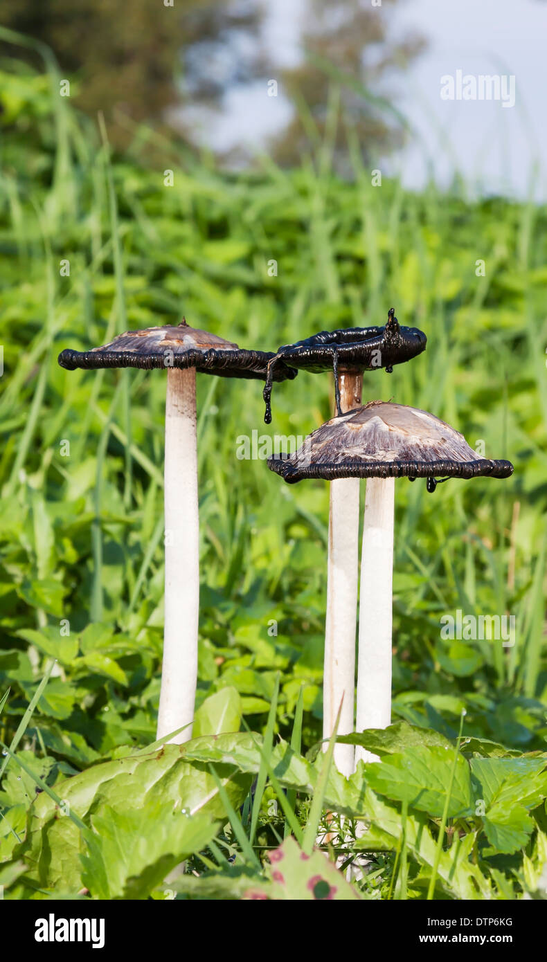 Ungenießbare Pilze zottigen Tinte GAP im Herbst Stockfoto