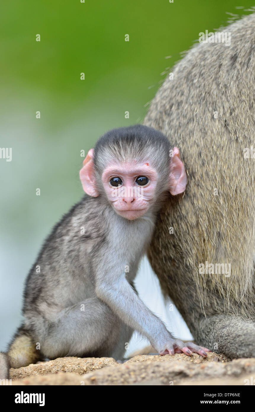 Vervet Affen (grüne Aethiops), Erwachsenen- und männliche Baby, Krüger Nationalpark, Südafrika, Afrika Stockfoto