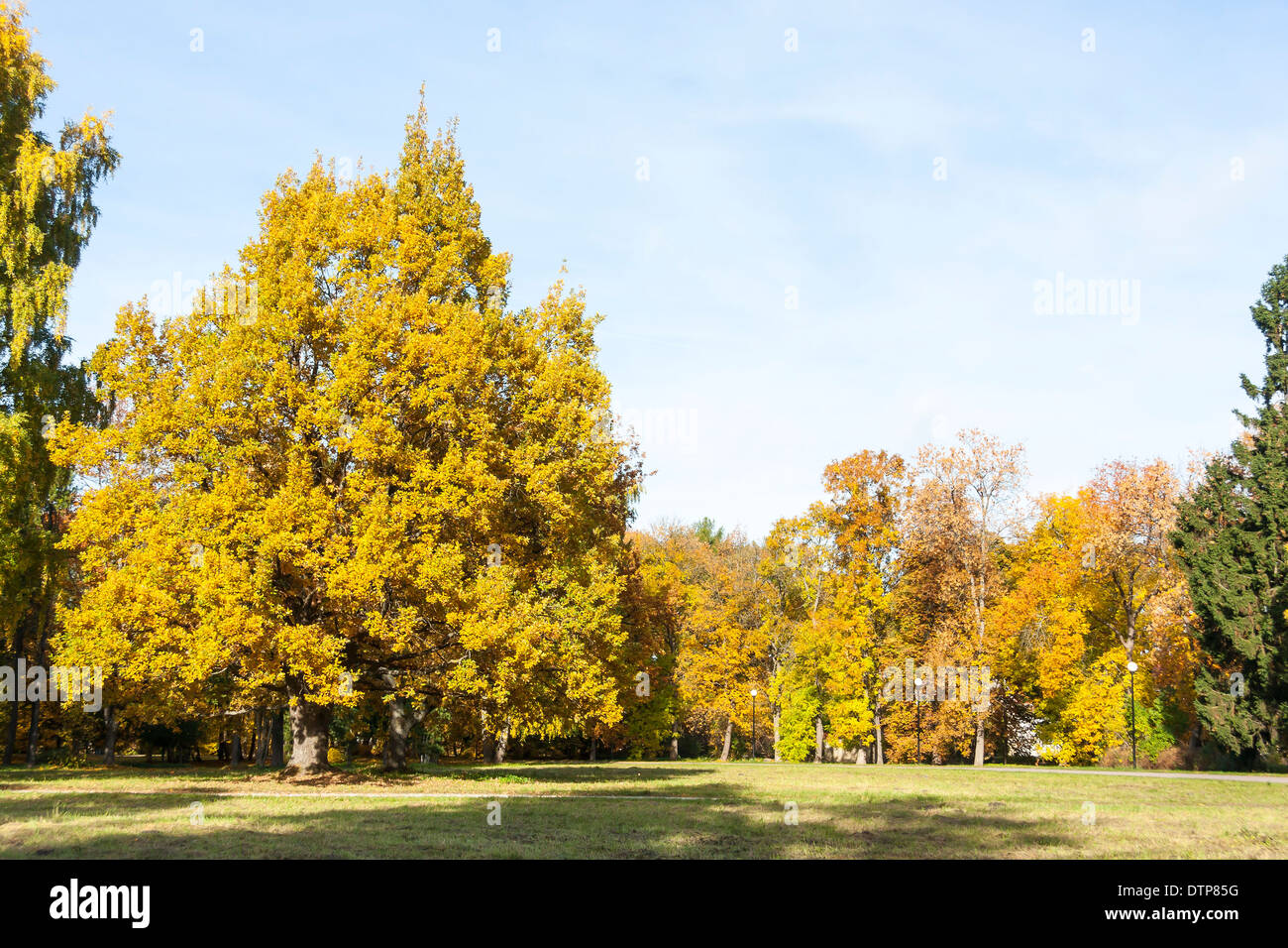 Bunte Bäume mit gelben Blättern im Herbst Stockfoto