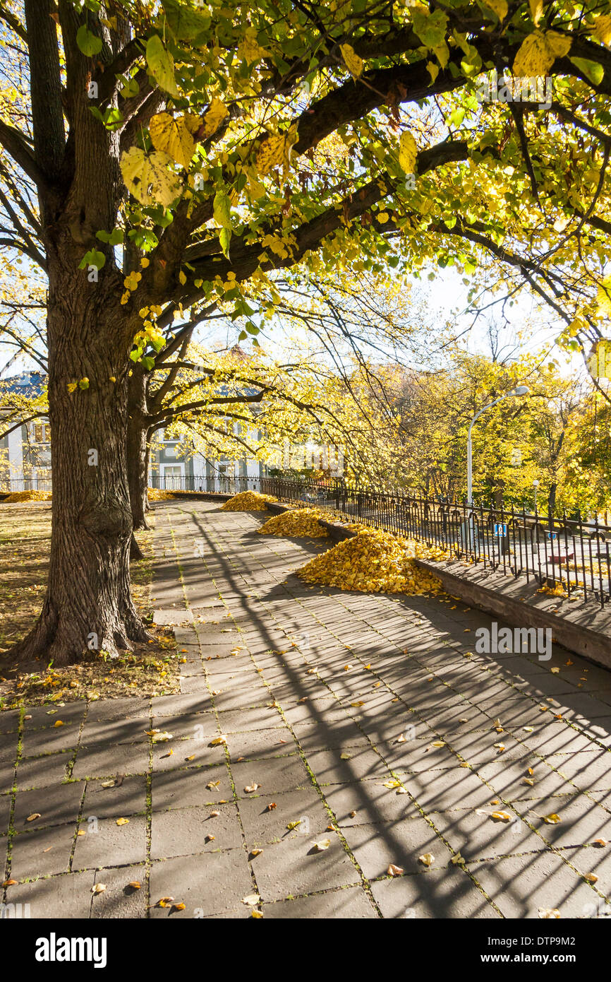 Mehrere gelbe Baum Blätterhaufen unter Bäumen im Herbst Stockfoto