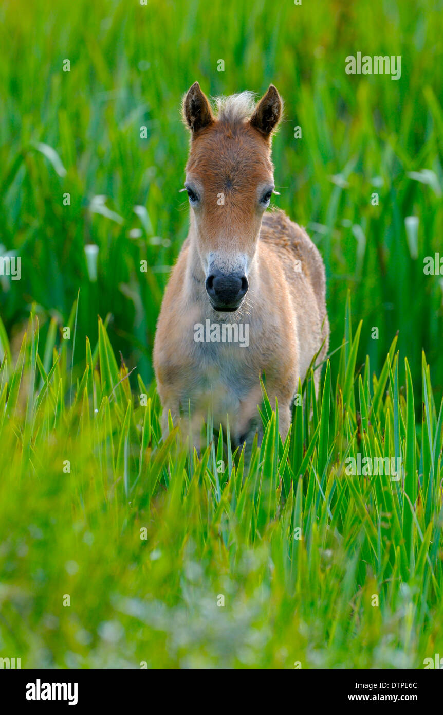 Exmoor Pony, Fohlen Stockfoto